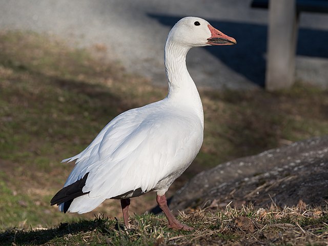 Goose of shame